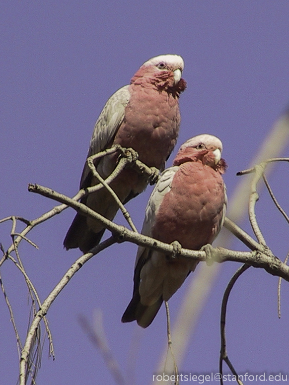 galah